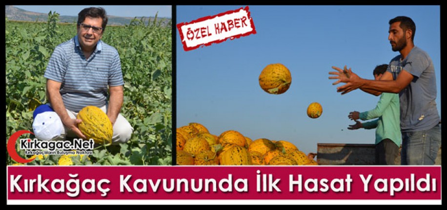 KIRKAĞAÇ KAVUNUNDA İLK HASAT YAPILDI(ÖZEL HABER)