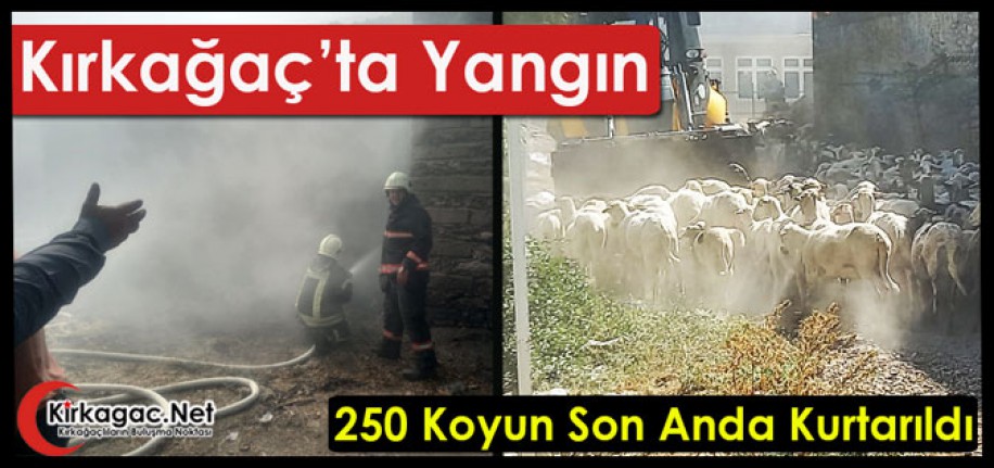 KIRKAĞAÇ’TA YANGIN..250 KOYUN SON ANDA KURTARILDI