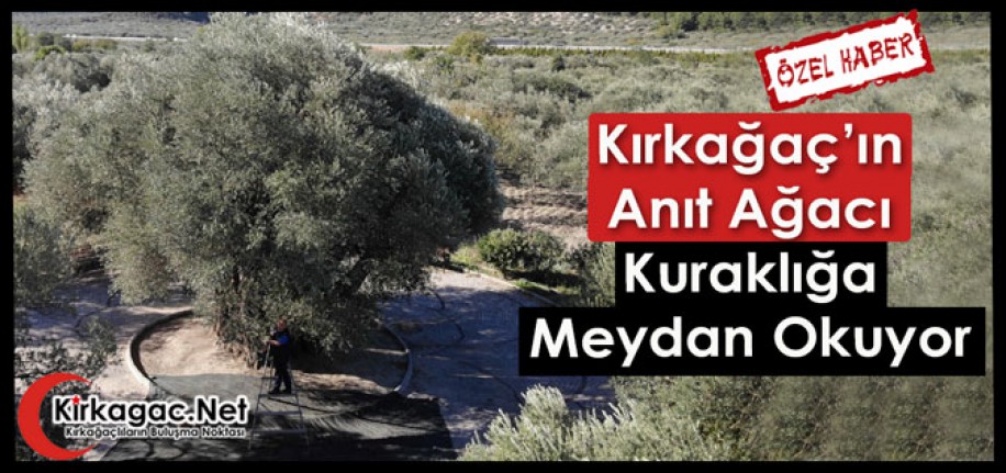 1662 YAŞINDAKİ ANIT AĞAÇ KURAKLIĞA MEYDAN OKUYOR(ÖZEL HABER)