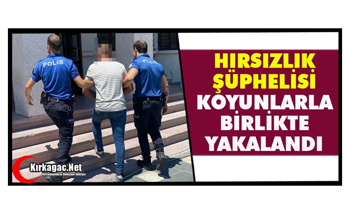 HIRSIZLIK ŞÜPHELİSİ KOYUNLARLA BİRLİKTE YAKALANDI