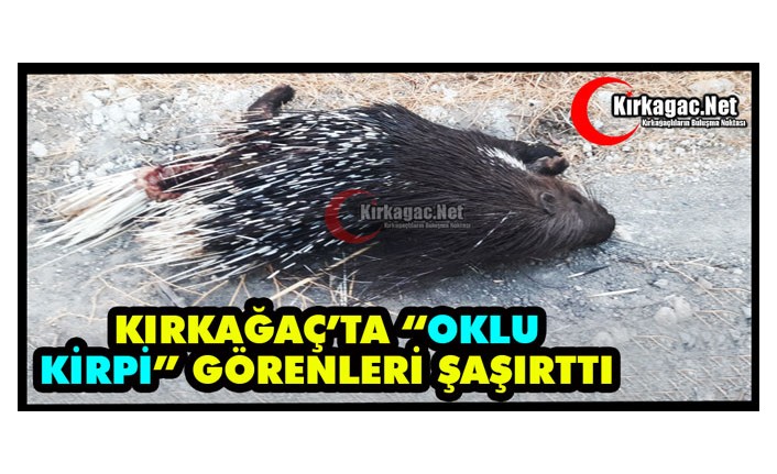 KIRKAĞAÇ’TA “OKLU KİRPİ” GÖRENLERİ ŞAŞIRTTI