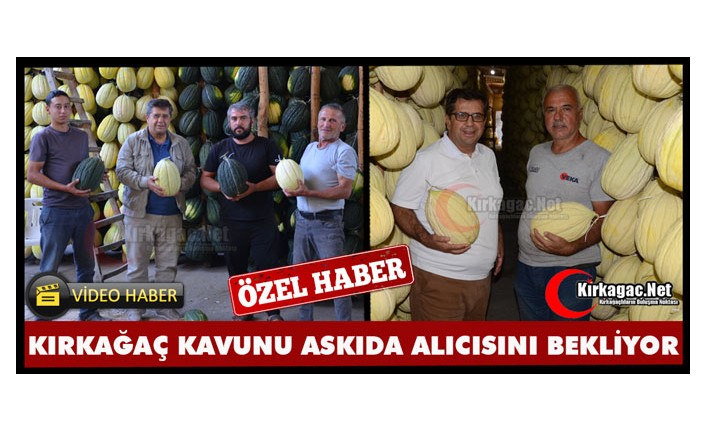 KIRKAĞAÇ KAVUNU ASKIDA ALICISINI BEKLİYOR (ÖZEL HABER)