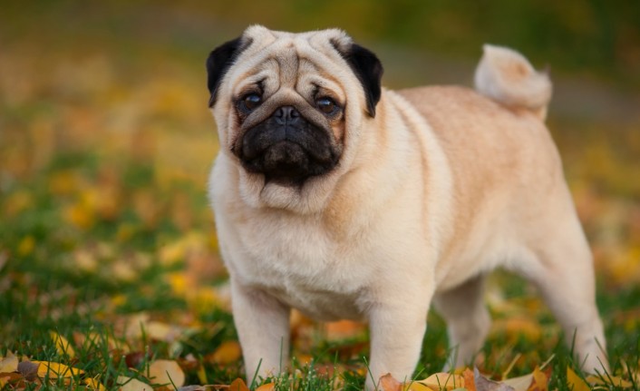 En Popüler Dişi ve Erkek Köpek İsimleri