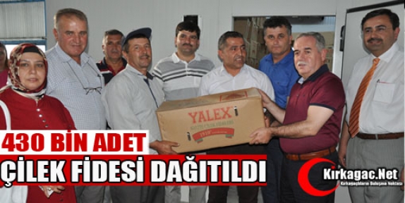 430 BİN ÇİLEK FİDESİ DAĞITILDI