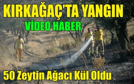 50 ZEYTİN AĞACI KÜL OLDU(VİDEO)