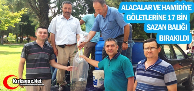 ALACALAR ve HAMİDİYE GÖLETLERİNE 17 BİN SAZAN BIRAKILDI