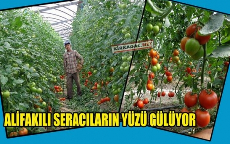 ALİFAKILI SERACILARIN YÜZÜ GÜLÜYOR