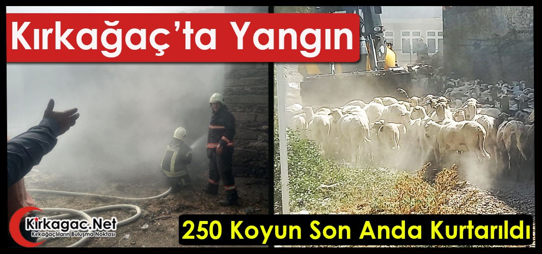 KIRKAĞAÇ’TA YANGIN..250 KOYUN SON ANDA KURTARILDI