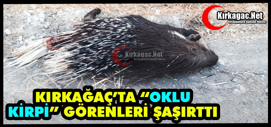KIRKAĞAÇ’TA “OKLU KİRPİ” GÖRENLERİ ŞAŞIRTTI