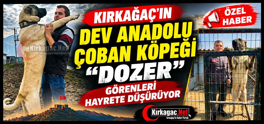 KIRKAĞAÇ'IN DEV ANADOLU ÇOBAN KÖPEĞİ "DOZER" GÖRENLERİ HAYRETE DÜŞÜRÜYOR(ÖZEL HABER)