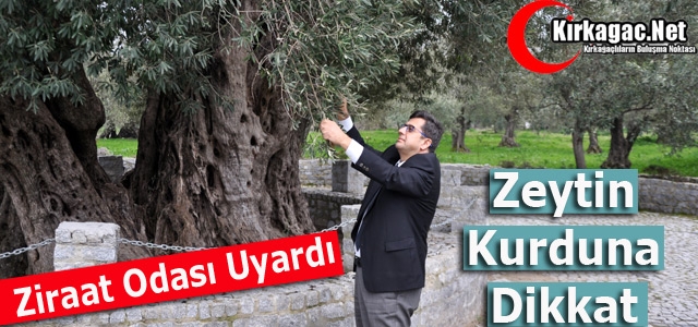 BOĞAZ “ZEYTİN KURDUNA DİKKAT”