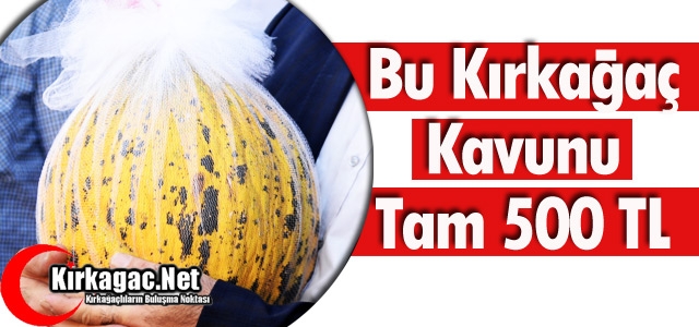 BU KIRKAĞAÇ KAVUNU TAM 500 TL