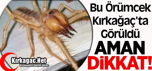 BU ÖRÜMCEK KIRKAĞAÇ'TA GÖRÜLDÜ