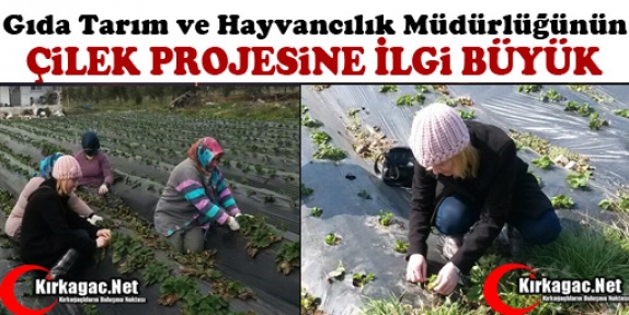 ÇİLEK PROJESİ BÜYÜK İLGİ GÖRÜYOR 