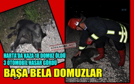 HARTA'DA İNANILMAZ KAZA 18 DOMUZ ÖLDÜ