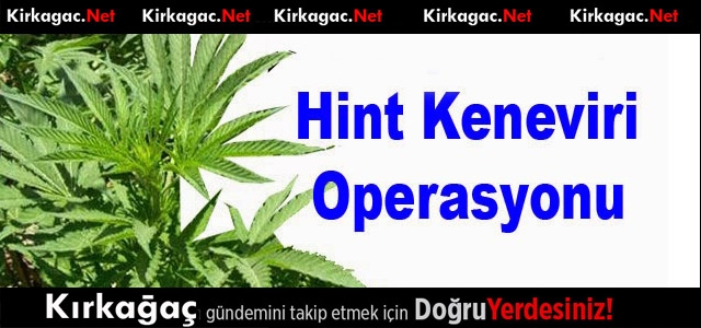 HİNT KENEVİRİ OPERASYONU