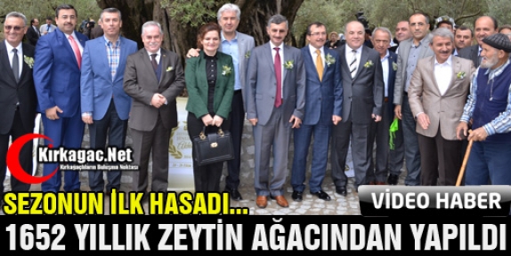 İLK HASAT 1652 YILLIK ZEYTİN AĞACINDAN YAPILDI(VİDEO)