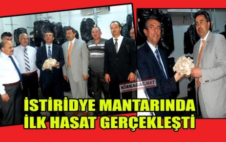 İSTİRİDYE MANTARINDA İLK HASAT GERÇEKLEŞTİ