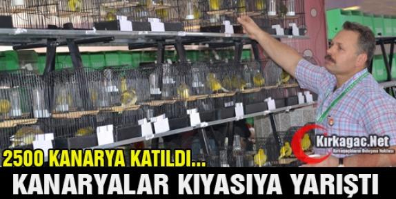 KANARYALAR KIYASIYA YARIŞTI