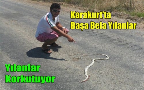 KARAKURT'TA BAŞA BELA YILANLAR