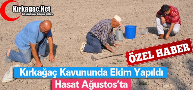 KIRKAĞAÇ KAVUNUNDA EKİM YAPILDI HASAT AĞUSTOS’TA(ÖZEL HABER)