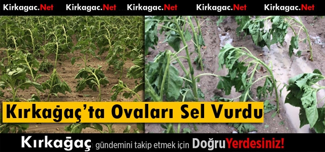 KIRKAĞAÇ OVASI YAĞMURDAN ZARAR GÖRDÜ