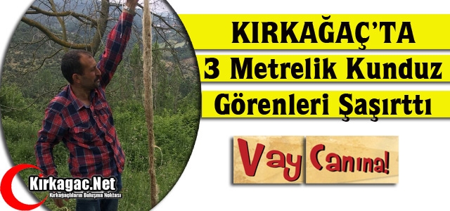 KIRKAĞAÇ’TA 3 METRELİK KUNDUZ GÖRENLERİ ŞAŞIRTTI