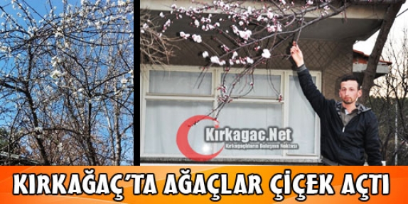 KIRKAĞAÇ'TA AĞAÇLAR ÇİÇEK AÇTI