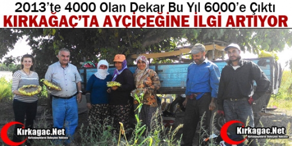 KIRKAĞAÇ’TA AYÇİÇEĞİNE İLGİ ARTIYOR