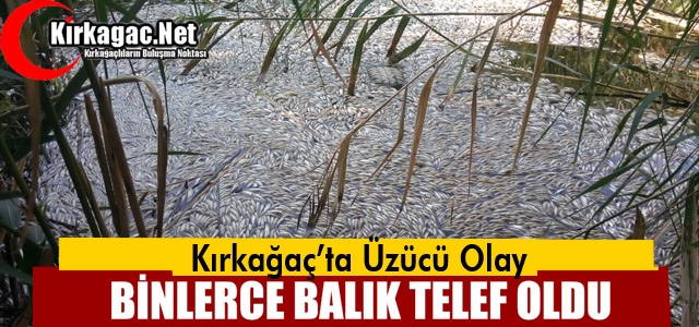 KIRKAĞAÇ'TA BİNLERCE BALIK TELEF OLDU