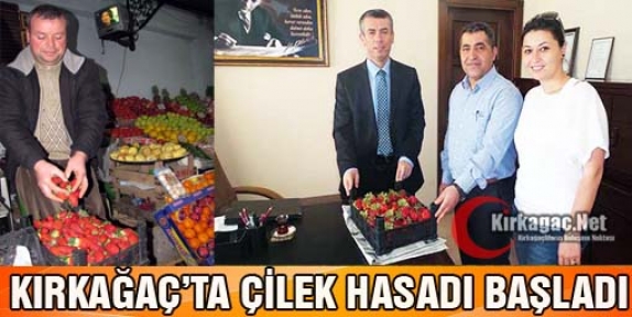 KIRKAĞAÇ'TA ÇİLEK HASADI BAŞLADI