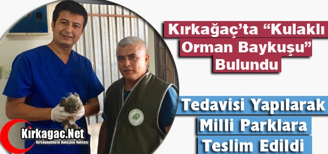 KIRKAĞAÇ’TA KULAKLI ORMAN BAYKUŞU BULUNDU