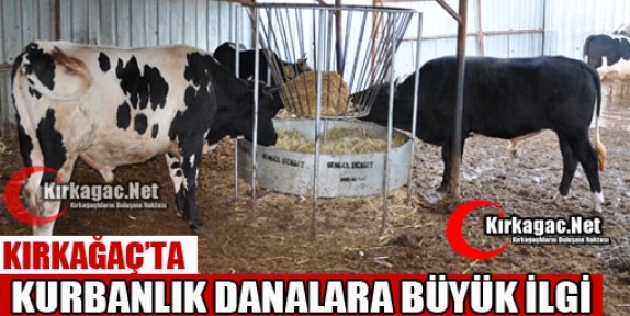 KIRKAĞAÇ'TA KURBANLIK DANALARA BÜYÜK İLGİ