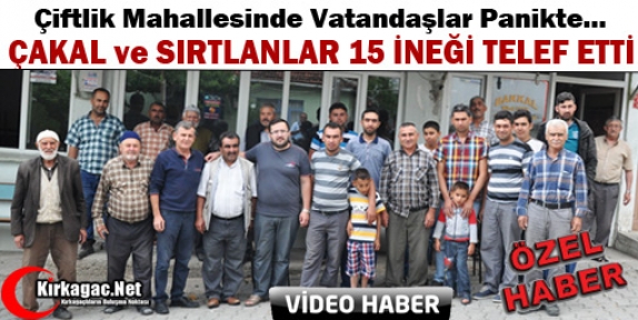 KIRKAĞAÇ'TA SIRTLAN ve ÇAKALLAR 15 İNEĞİ TELEF ETTİ