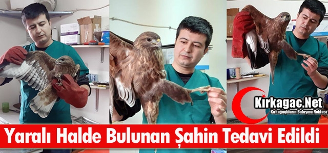 KIRKAĞAÇ'TA YARALI HALDE BULUNAN ŞAHİN TEDAVİ EDİLDİ