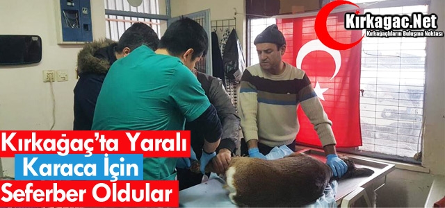 KIRKAĞAÇ’TA YARALI KARACA İÇİN SEFERBER OLDULAR 