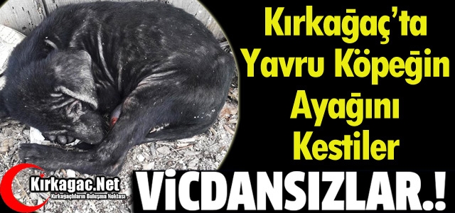 KIRKAĞAÇ’TA YAVRU KÖPEĞİN AYAĞINI KESTİLER