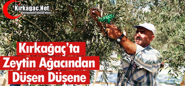 KIRKAĞAÇ’TA ZEYTİN AĞACINDAN DÜŞEN DÜŞENE