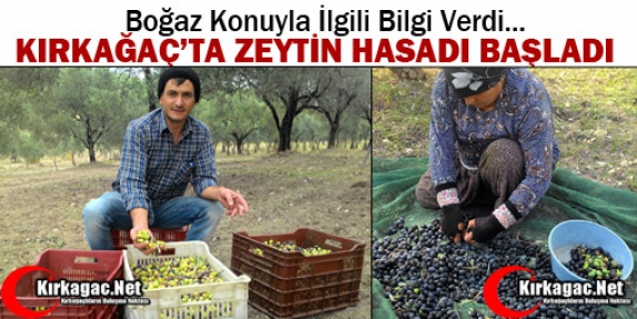 KIRKAĞAÇ'TA ZEYTİN HASADI BAŞLADI