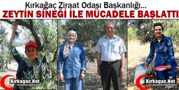 KIRKAĞAÇ’TA ZEYTİN SİNEĞİ İLE MÜCADELE