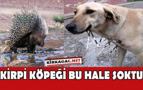 KİRPİ KÖPEĞİ BAKIN NE HALE SOKTU