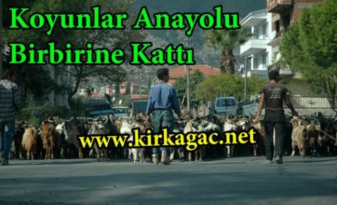 Koyunlar Anayolu Birbirine Kattı