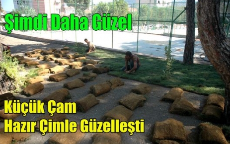 KÜÇÜK ÇAM ŞİMDİ DAHA GÜZEL