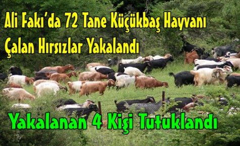 KÜÇÜKBAŞ HAYVAN HIRSIZLARI YAKALANDI