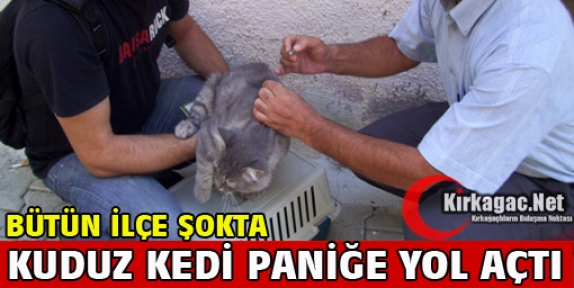 KUDUZ KEDİ PANİĞE YOL AÇTI