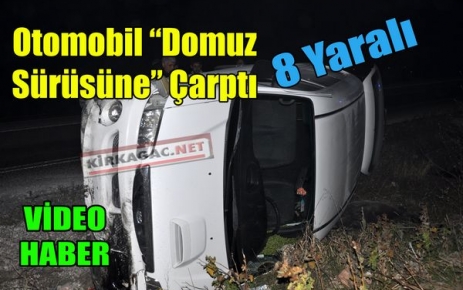 OTOMOBİL DOMUZ SÜRÜSÜNE ÇARPTI 8 YARALI(VİDEO)