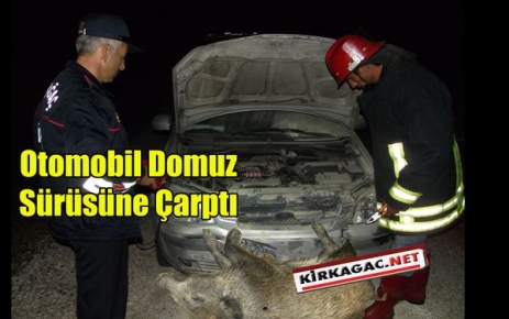 OTOMOBİL DOMUZ SÜRÜSÜNE ÇARPTI