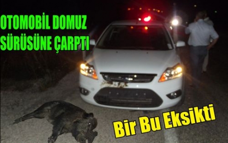 OTOMOBİL,DOMUZ SÜRÜSÜNE ÇARPTI