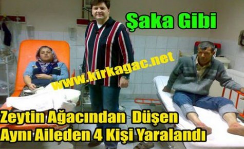 ŞAKA GİBİ..4 Akraba Aynı Zeytin Ağacından Düştü