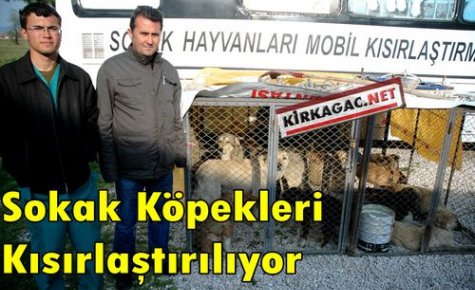 Sokak Köpekleri Kısırlaştırılıyor